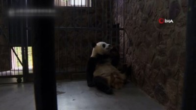  - Dünyanın En Küçük Pandası Dünyaya Geldi