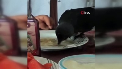 havalandirma boslugu -  Kurtarılan yavru karga yemek sofrasına misafir oldu Videosu