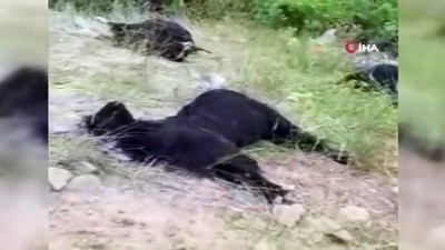 keci -  Kurtların saldırdığı 42 kurbanlık keçi telef oldu  Videosu