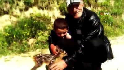 dogal yasam alani -  Minik ceylan önce korktu sonra yanlarından ayrılmak istemedi  Videosu