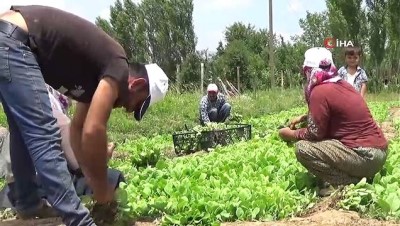 ilkbahar -  Muş’ta tütün ekimi başladı Videosu