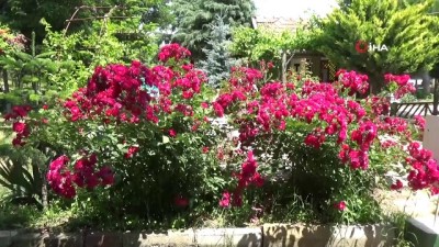 botanik bahcesi -  ‘Yitik lale’ 123 yıl sonra anavatanı Amasya’da  Videosu