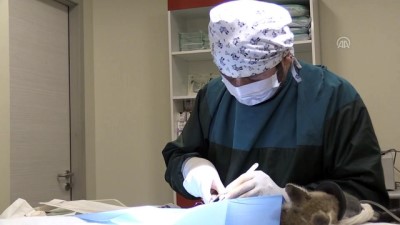 rontgen - Yaralı bulunan tilkiye ameliyat - NEVŞEHİR  Videosu