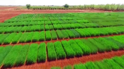 2010 yili - Yeni arpa çeşidi 'Ayhan'dan yüksek verim garantisi - ŞANLIURFA  Videosu