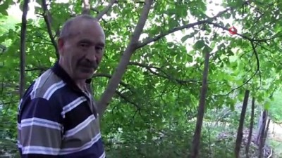 cekirge istilasi -  Artvin'de çekirge istilası...Köylüler çekirge nöbetinde  Videosu
