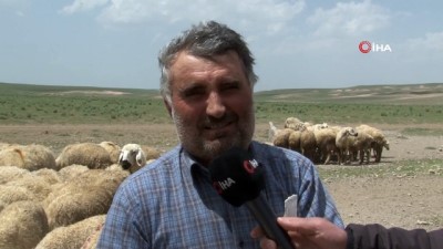 kaburga kemigi -  Bu ırktaki özellik dünyadaki başka hiçbir koyun ırkında yok  Videosu