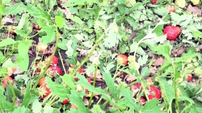 tarim arazisi - Çilek tarlalarında dolu zararı - KÜTAHYA  Videosu