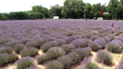  Edirne’de ‘mor’ hasat başladı