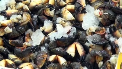 balik tezgahlari -  Karadeniz’de küflü sezonu  Videosu