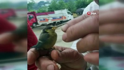 bebek -  Yavru kuşa sahip çıkıp elleriyle besledi  Videosu