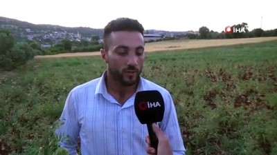 universite ogrencisi -  Hatay’da yeşil nohut hasadı başladı  Videosu