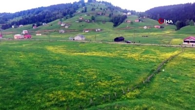 estetik -  Mor Yayla bu sefer sarıya büründü...Manzara havadan görüntülendi  Videosu