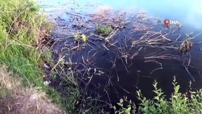 mantar hastaligi -  Sürgü Barajı'nda korkutan balık ölümleri  Videosu