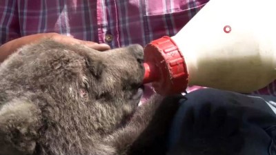 ayi yavrusu -  Yavru ayı Yumoş barınağının maskotu oldu  Videosu