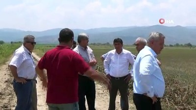 pamuk tarlasi -  Aydın çiftçisi 30 bin dönüm alanda 40 milyon lira zararda Videosu