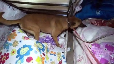 Başkentte asayiş uygulaması 