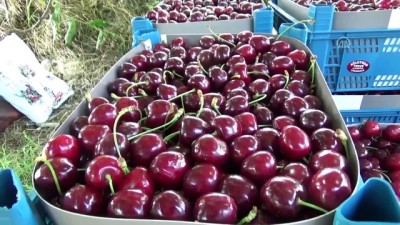 kiraz uretimi - Çanakkaleli meyve üreticisinin yeni gözdesi 'Alman kirazı' - ÇANAKKALE Videosu