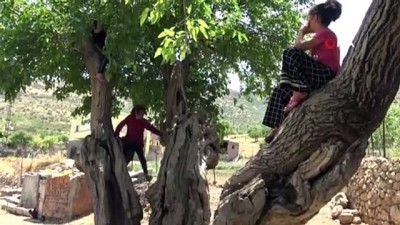 cicekli -  Gercüş'te asırlık ağaçlar ilgi çekiyor  Videosu