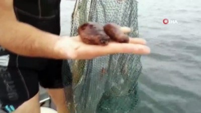 kacak avci -  Kilosu 150 dolara varan deniz patlıcanı ele geçirildi Videosu