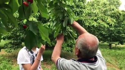 kiraz uretimi - Kiraz ihracatında rekor gelebilir - BURSA  Videosu