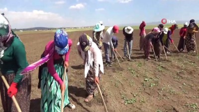  Mevsimlik işçilerin sıcakta çapa mesaisi 