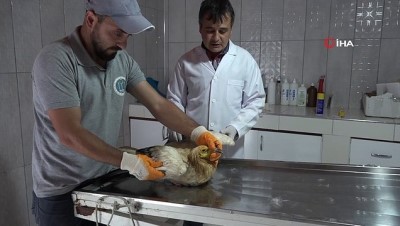 yaban domuzu -  Nesli tükenmekte olan Mısır Akbabası emin ellerdi Videosu