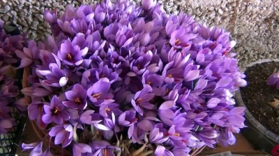 Safranda üretim hedefi 20 kilo - KARABÜK 