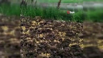  Tilkinin fare avı kamerada