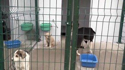 yaban domuzu - Yaralı akbaba tedavi altına alındı - BİLECİK Videosu