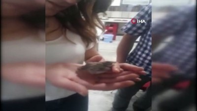 genc kiz -  Yuvadan düşen yavru serçeler için seferber oldular  Videosu