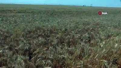 italyan -  Dev işletmede devasa hasat maratonu  Videosu