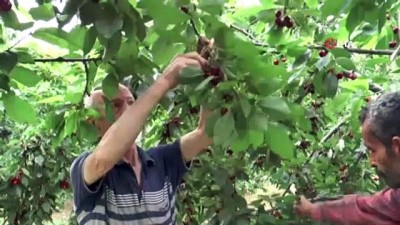 kiraz uretimi -  Malatya'da kiraz hasadı başladı  Videosu