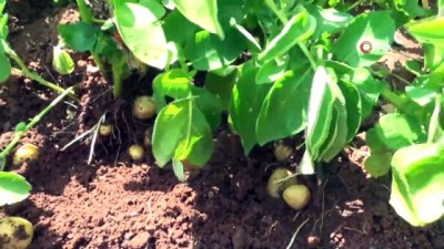 istifa -  Siirt’te ilk kez patates üretimi gerçekleşti Videosu