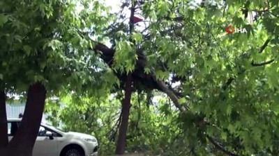 aktuel -  Vatandaşın üzerine ağaç böyle devrildi  Videosu