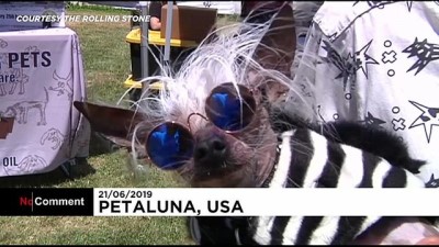 yaris - ABD'de dünyanın en çirkin köpeği yarışması düzenlendi Videosu