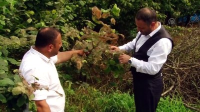 'Amerikan beyaz kelebeği' ile mücadele - SAKARYA