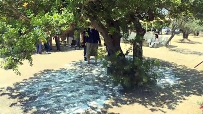 politika - 'Çeşme'den Sakız Damlıyor' projesinde ilk hasat - İZMİR Videosu