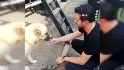 plastik bardak -  Polis memurları sıcaktan bunalan köpeğe su yetiştiremedi  Videosu