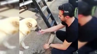 sokak kopegi -  Polis memurları sıcaktan bunalan köpeğe su yetiştiremedi  Videosu