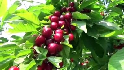 etiler -  Simav’ın kiraz ihracatı tüm hızıyla devam ediyor  Videosu