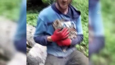 ormana - Yavru karaca motorlu testereyle kesilmekten kurtarıldı - KARABÜK Videosu