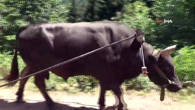 gures -  Artvin’de boğalar Kafkasör festivali öncesi kampa girdi  Videosu