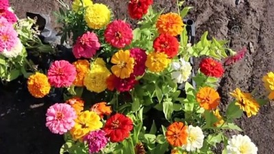 ahsap oyuncak - Iğdır'da yetiştirilen çiçekler Cumhurbaşkanlığı Külliyesi'ni süsleyecek  Videosu