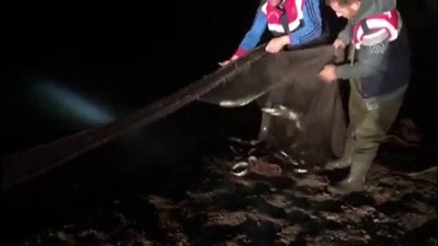 inci kefali - Kaçak avlanan 10 ton inci kefali suya bırakıldı - VAN  Videosu