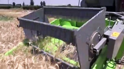 yerli tohum - Yerli buğdayda bereketli hasat - ŞANLIURFA  Videosu