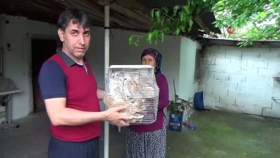 koruma ekibi -  Mahalleyi tedirgin eden esrarengiz sesin sırrı çözüldü  Videosu