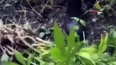tahkikat -  Tekirdağ’da bin 37 kök Hint keneviri ele geçirildi  Videosu