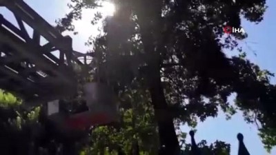 harekete gec -  Ağaçta mahsur kalan kedinin yardımına itfaiye yetişti Videosu
