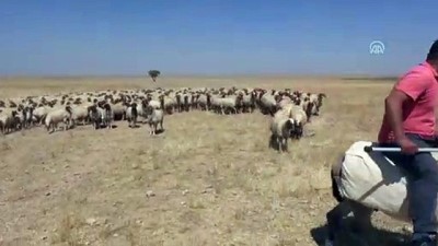 haziran ayi - 'Elit' sürülere koç katımı başladı - ŞANLIURFA  Videosu