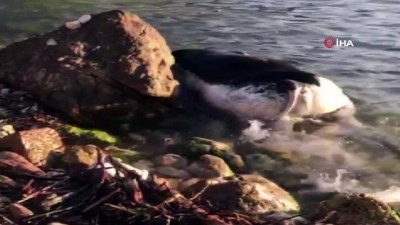buyukbas hayvan -  Kastamonu sahiline ölmüş büyükbaş hayvan vurdu  Videosu